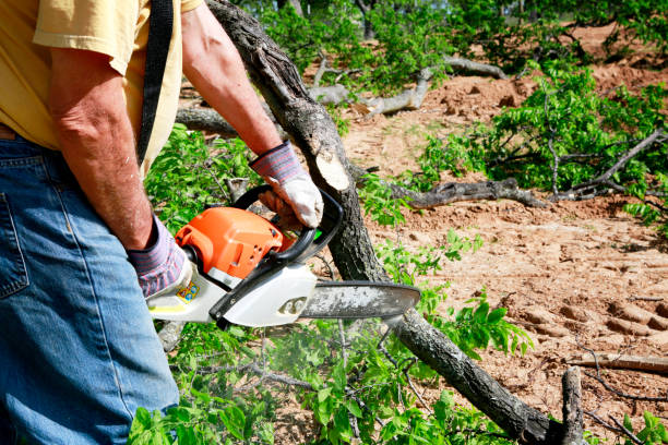 Professional Tree Removal in Franklinville, NC